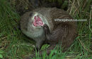 Otter